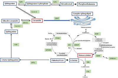 Deciphering the Link Between Hyperhomocysteinemia and Ceramide Metabolism in Alzheimer-Type Neurodegeneration